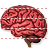 Brain icon