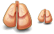 Lungs